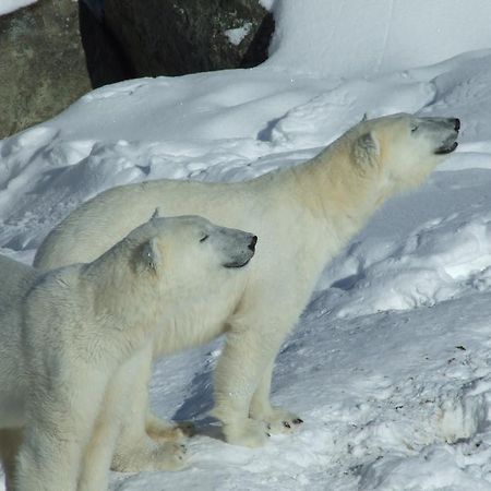 Lapland Igloo Ξενοδοχείο Ranua Εξωτερικό φωτογραφία