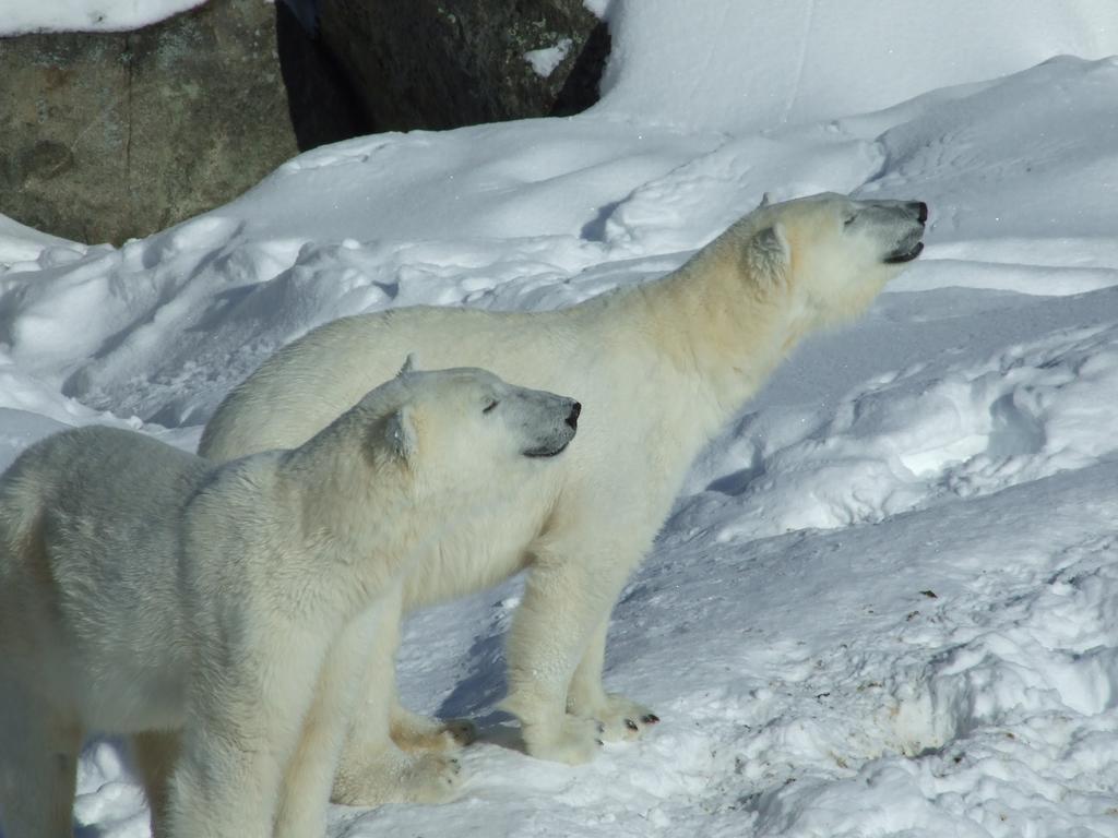 Lapland Igloo Ξενοδοχείο Ranua Εξωτερικό φωτογραφία