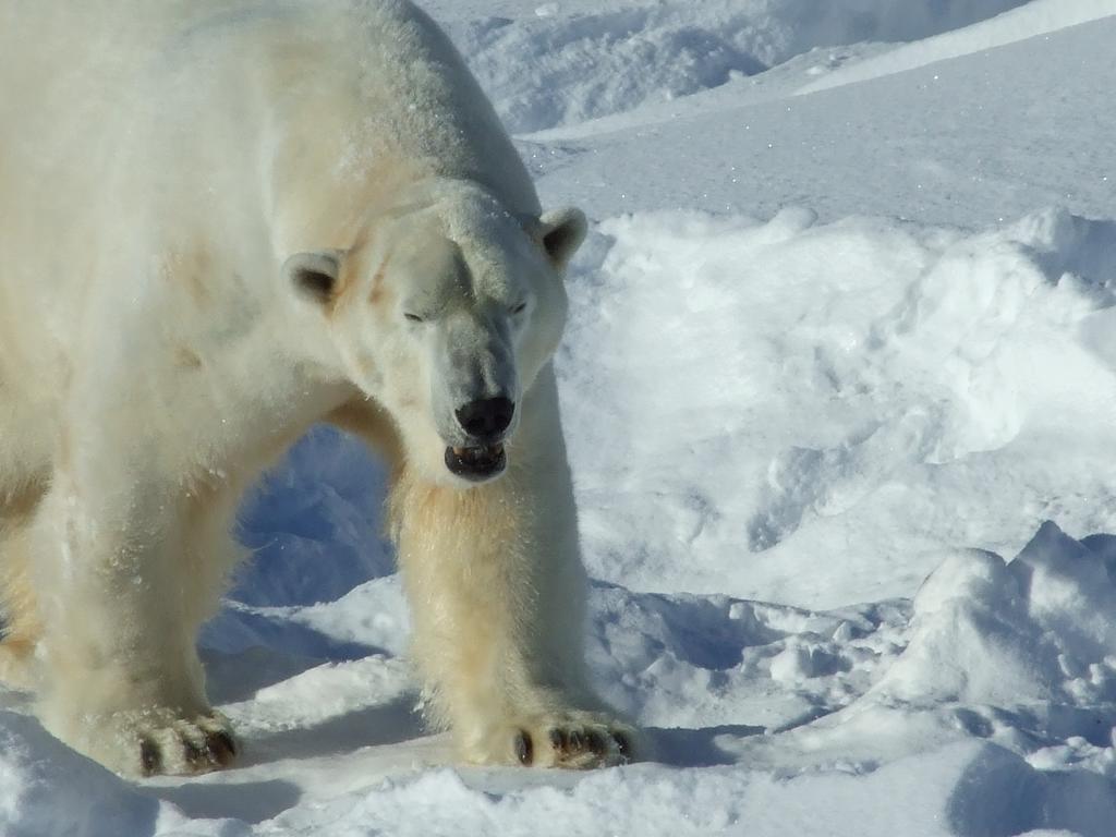 Lapland Igloo Ξενοδοχείο Ranua Εξωτερικό φωτογραφία