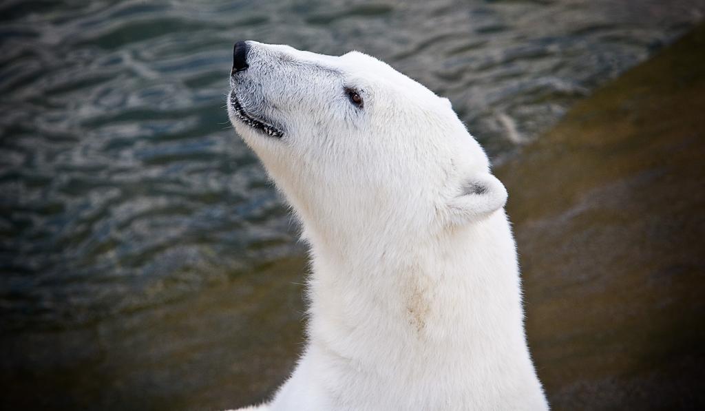 Lapland Igloo Ξενοδοχείο Ranua Εξωτερικό φωτογραφία