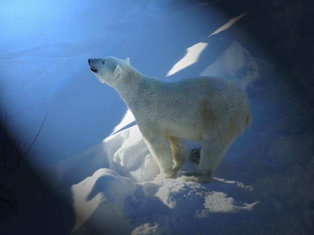 Lapland Igloo Ξενοδοχείο Ranua Εξωτερικό φωτογραφία